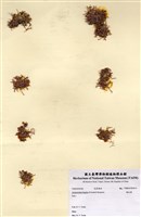 藏品(輻毛藻)的圖片